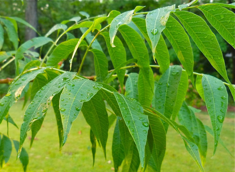 Chinese Pistache A Gawky Adolescent Grows Up Deb's Garden Deb's